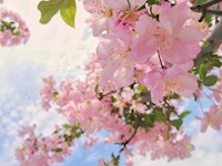 悦听枫声（英语趣配音三）