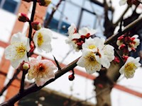 悦听枫声（二十八）