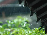 悦听枫声（三十）