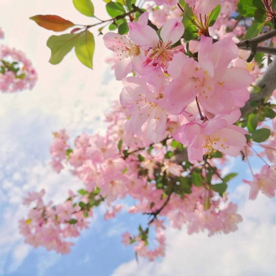 悦听枫声（英语趣配音三）