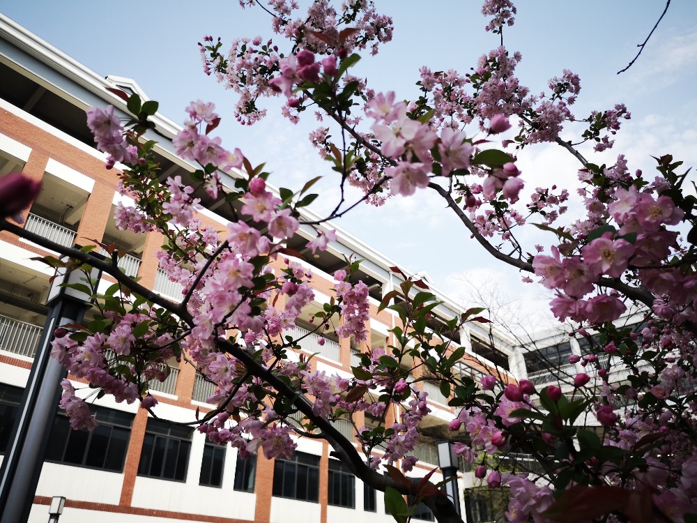 悦听枫声（英语趣配音十六）